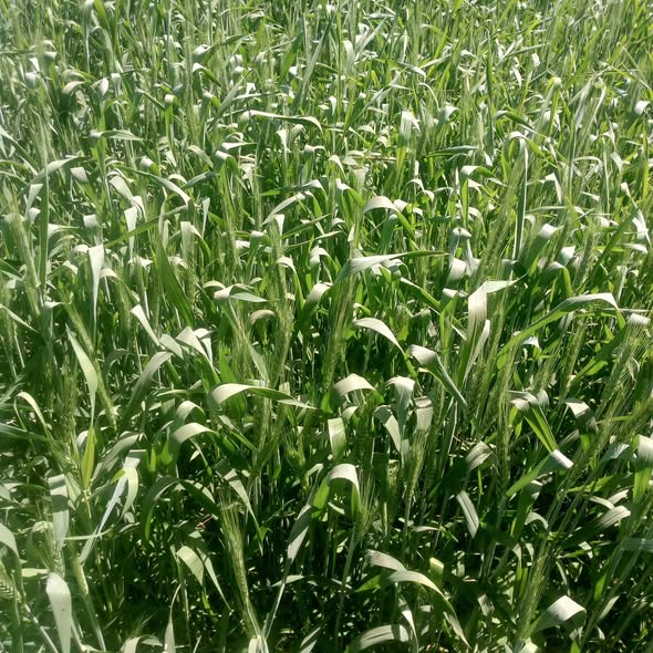 "لو القمح بدأ يطرد السنابل بدري والساق لسه قصيرة، إيه الأسباب المحتملة؟ هل ممكن يكون بسبب نقص التسميد خصوصًا النيتروجين، أو مشاكل في الري، أو تأثير درجات الحرارة؟ وإيه أفضل التوصيات للتعامل مع المشكلة وتحسين المحصول؟"